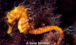 ippocampo by Scozio Salvatore 